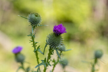 Mountain flowers in the Ukrainian Carpathians. Close-up macro view.