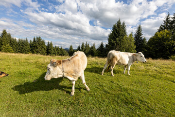 Obraz premium Cows on a green meadow in the Ukrainian Carpathians on a summer day.