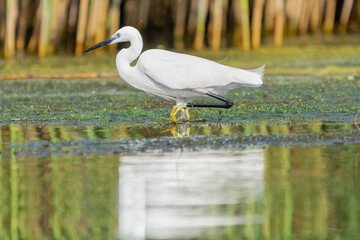 Obraz premium Czapla nadobna łac. Egretta garzetta brodząca w wodzie odbijająca się w wodzie. Fotografia z Delty Dunaju.