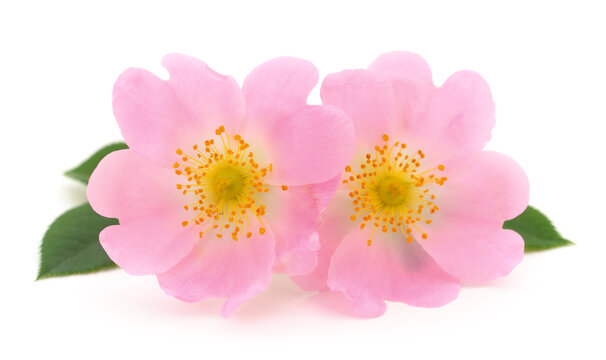The flowers of wild rose isolated.