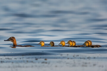 Głowienka łac. Aythya ferina płynąca z pisklętami po niebieskiej wodzie. Delta Dunaju Rumunia. © PIOTR
