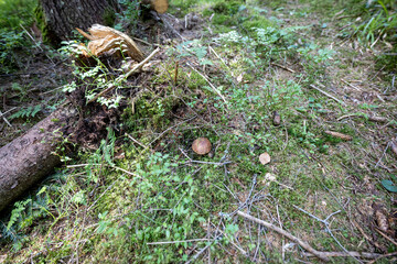 Mushroom in the mountain forest on a summer day. Close up macro view.