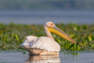 Pelikan różowy łac. Pelecanus onocrotalus pływający wśród zielonej roślinności wodnej. Fotografia z Delty Dunaju Rumunia.