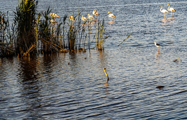 ATARDECER DELTA DEL EBRO