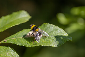 A bee on a green leaf lit by sunlight. Close-up macro view.