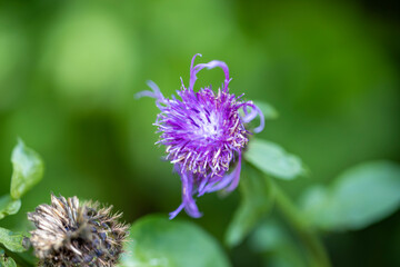Mountain flowers in the Ukrainian Carpathians. Close-up macro view.