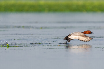 Głowienka łac. Aythya ferina zrywająca się do lotu nad wodą. Fotografia z Delta Dunaju Rumunia.