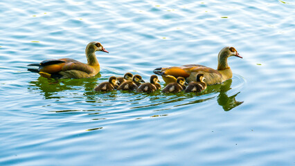 Egyptian goose family on lake, small cute goslings, wavy blue water 