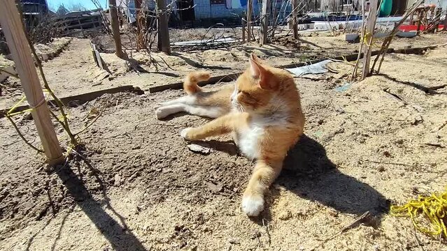 A red-haired cat is lying on a bed in the garden in the spring