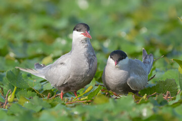 Para rybitw rzecznych łac. Sterna hirundo okazująca sobie czułość na tle zielonej roślinności wodnej. Fotografia z Delta Dunaju Rumunia.