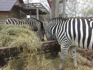 Family of two zebras eating hay