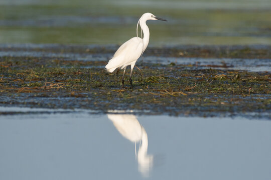 Czapla nadobna łac. Egretta garzetta stojąca na mokradłach z odbiciem na wodzie. Fotografia z Delta Dunaju Rumunia.