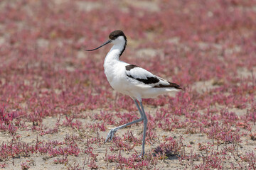 Młody szablodziób łac. Recurvirostra avosetta maszerujący wśród kolorowej roślinności....