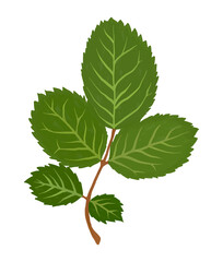 Rose leaves gouache flat illustration. Green leaves isolated on white background for wrapping paper, wallpaper