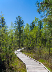 Fototapeta na wymiar Equipped ecological trail in the flat cedar forest of the Baikal taiga on sunny summer day.