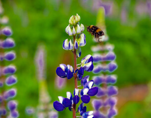 Landscape with shaggy bumblebee collecting pollen and nectar from flowering lupine.
