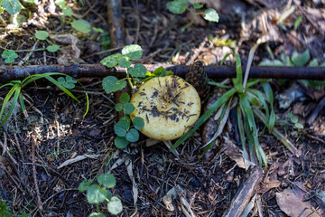 Fototapete bei efototapeten.de bestellen   