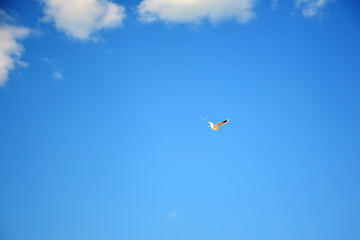 Sea gull flies against the background of a bright blue sky and white clouds