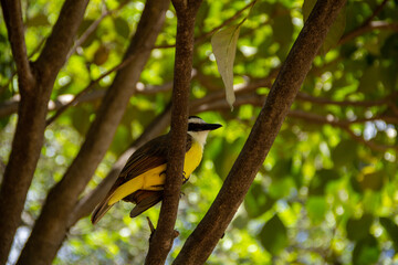 Um pássaro empoleirado no galho de uma árvore frondosa. Pitangus sulphuratus. 