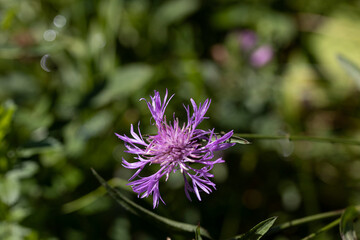 Mountain flowers in the Ukrainian Carpathians. Close-up macro view.