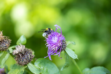 A bee on a purple flower. Close-up macro view.