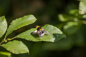 A bee on a green leaf lit by sunlight. Close-up macro view.