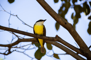 Um pássaro empoleirado no galho de uma árvore frondosa. Pitangus sulphuratus. 