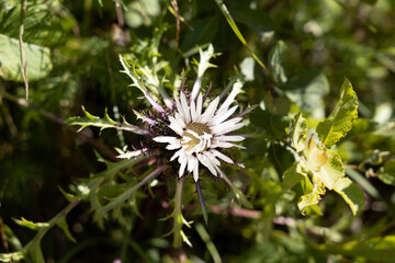 Mountain flowers in the Ukrainian Carpathians. Close-up macro view.