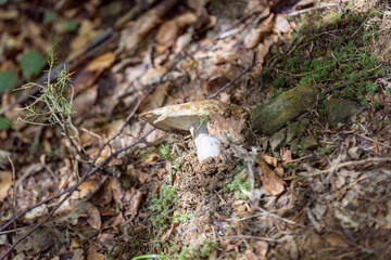 Mushroom in the mountain forest on a summer day. Close up macro view.