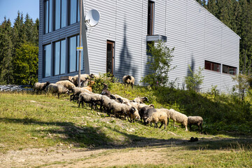 Fototapete bei efototapeten.de bestellen   