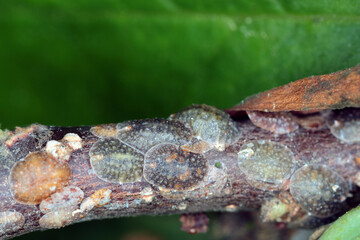 Scale insects (Coccidae) on a magnolia in the garden. They are dangerous pests of various plants. They are commonly known as soft scales, wax scales or tortoise scales. 