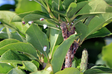 Obraz premium Scale insects (Coccidae) on a magnolia in the garden. They are dangerous pests of various plants. They are commonly known as soft scales, wax scales or tortoise scales. 