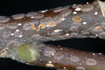 Scale insects (Coccidae) on a magnolia in the garden. They are dangerous pests of various plants. They are commonly known as soft scales, wax scales or tortoise scales. 