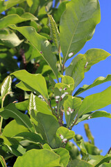 Scale insects (Coccidae) on a magnolia in the garden. They are dangerous pests of various plants. They are commonly known as soft scales, wax scales or tortoise scales. 