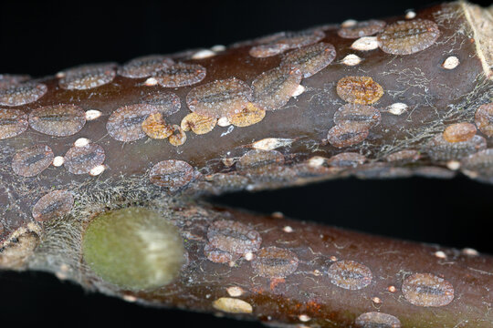 Scale Insects, Soft Scales, Wax Scales - Family Coccidae