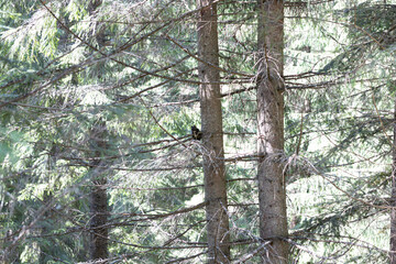 Black squirrel on a tree in the Ukrainian Carpathians