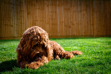 Fototapeta premium Cockapoo Cuteness