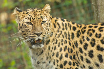 Obraz na płótnie Canvas Amur leopard