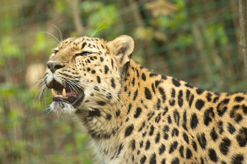 Amur leopard - obrazy, fototapety, plakaty