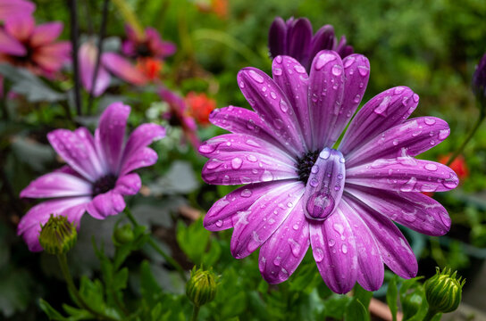 Pink and purple flower in the garden after rain
