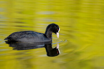 Bläßralle im Goldwasser - Spiegelung junger Weidenblätter