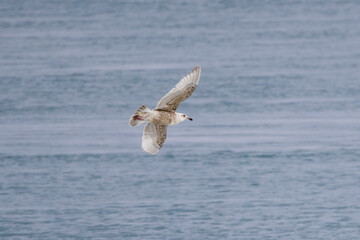 飛翔するカモメ