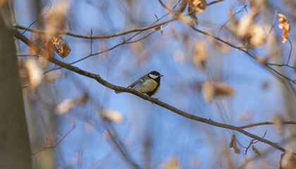 Great tit in the forest