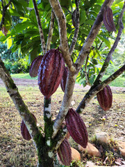 CACAU