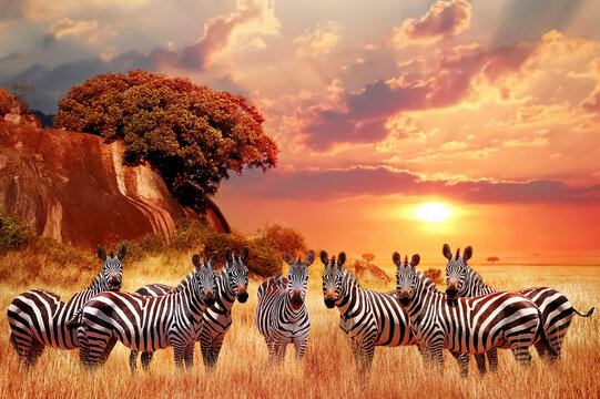 Group of zebras in the African savanna at sunset. Serengeti National Park. Tanzania. Africa.