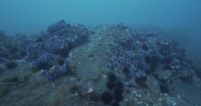 Sea urchin barren Southern California.