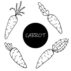 Set of hand drawn carrots in sketch doodle style for posters, recipe, culinary design, easter design, greeting cards. Isolated on white. Doodle vector illustration.