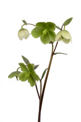 Beautiful green 'Hellebore' flower (Helleborus thibetanus) isolated on white background.