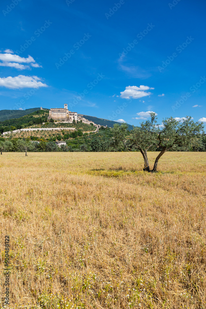 Wall mural Olive trees in Assisi village in Umbria region, Italy. The town is famous for the most important Italian Basilica dedicated to St. Francis - San Francesco.