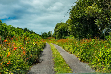 Rote Blumen an einem Feldweg
